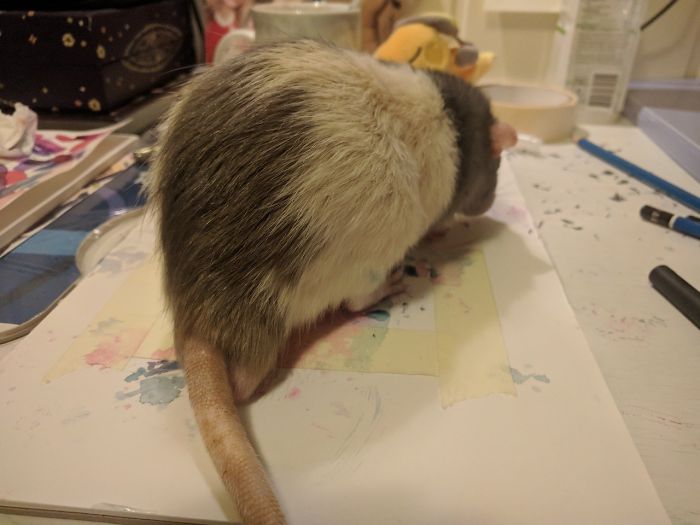 Si vous n’avez pas souri aujourd’hui, voici Darius, le rat qui a appris à peindre