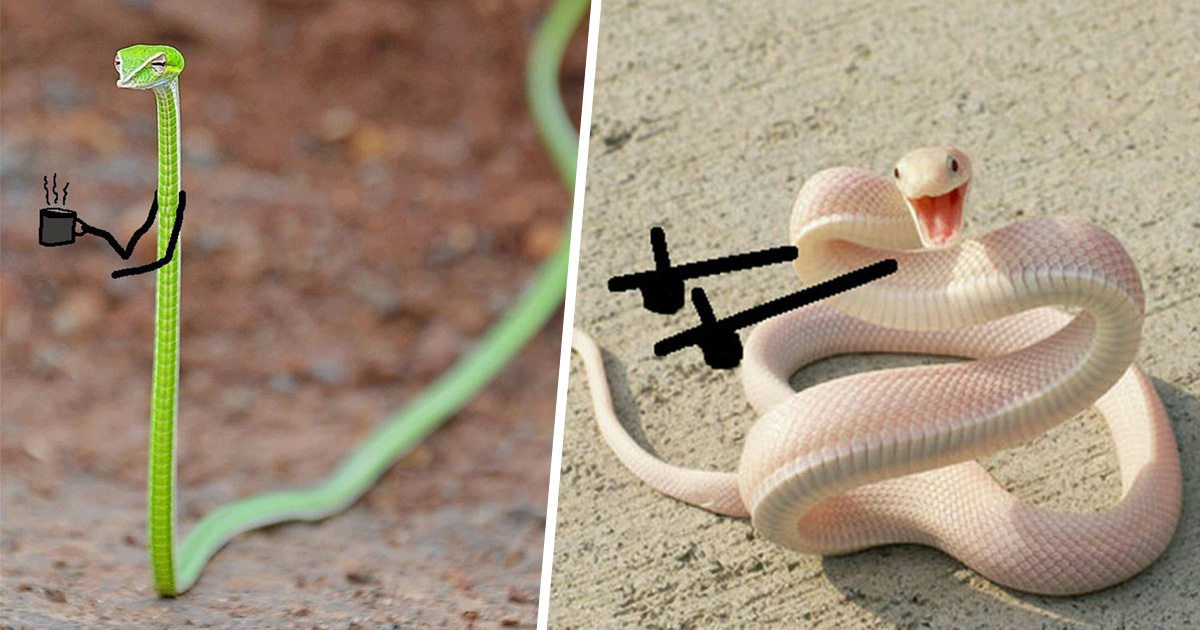 Des gens griffonnent sur des photos de serpents et les nouveaux scénarios sont hilarants (22 images)