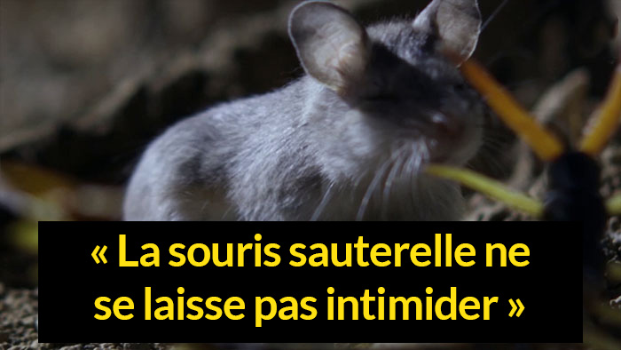 Voici la souris la plus redoutable du monde qui chasse les scorpions et hurle à la lune