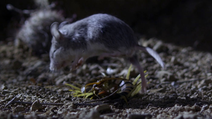 Voici la souris la plus redoutable du monde qui chasse les scorpions et hurle à la lune