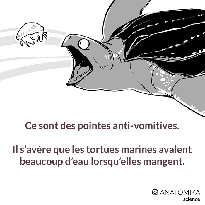 Les tortues marines ont une gueule terrifiante et cette personne explique l’aspect scientifique de leur bouche