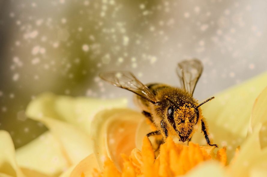 Les abeilles ont été déclarées la chose la plus importante sur Terre