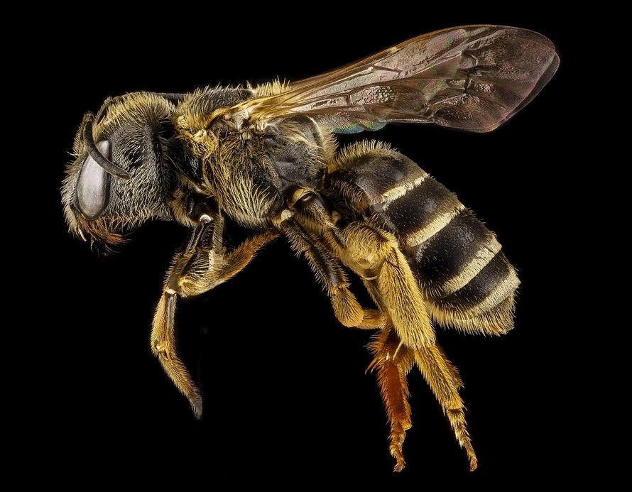 Les abeilles ont été déclarées la chose la plus importante sur Terre
