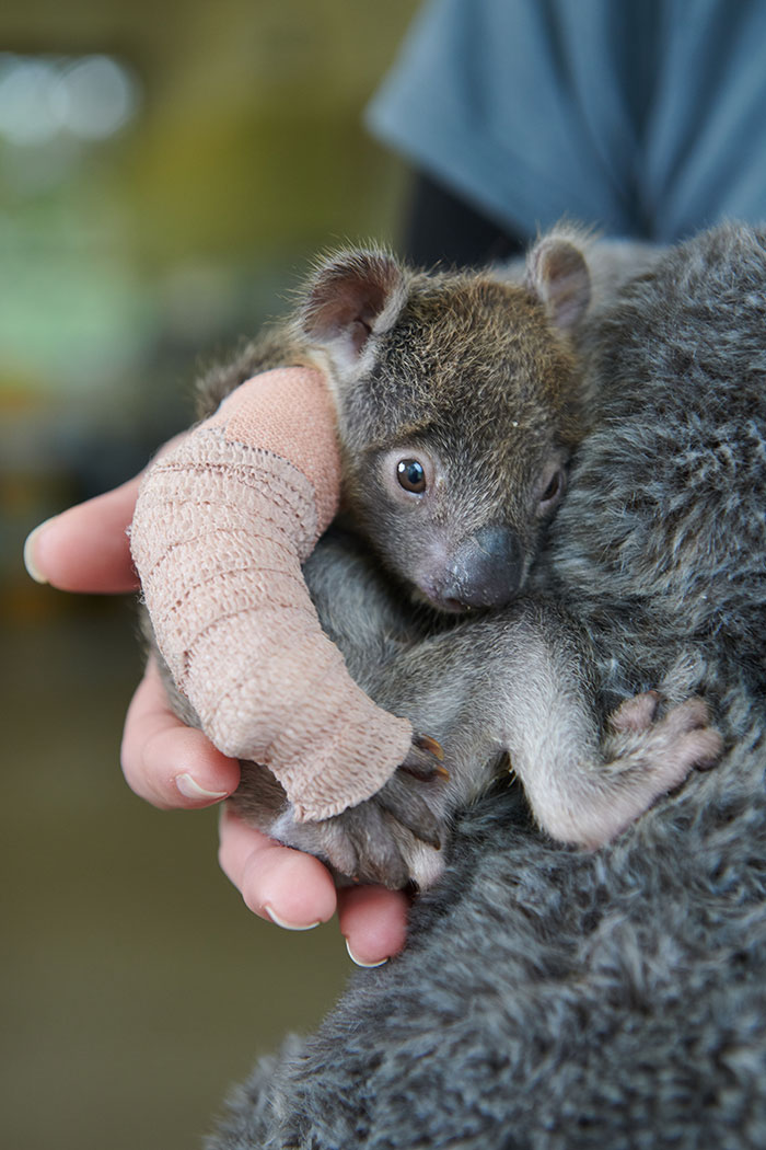 https://www.ipnoze.com/wordpress/wp-content/uploads/2019/10/bebe-koala-platre-patte-zoo-werribee-006.jpg