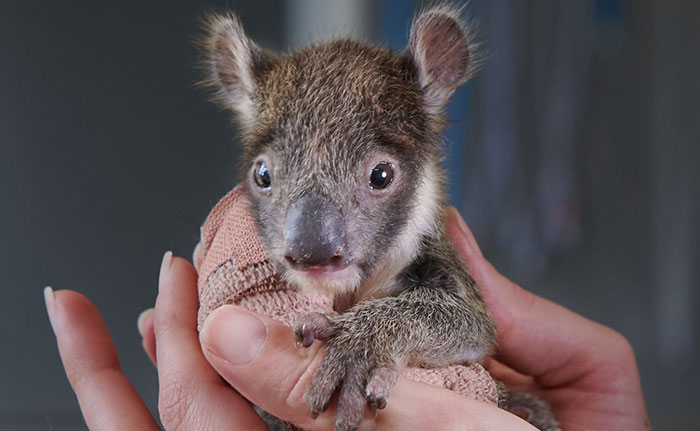 https://www.ipnoze.com/wordpress/wp-content/uploads/2019/10/bebe-koala-platre-patte-zoo-werribee-007.jpg