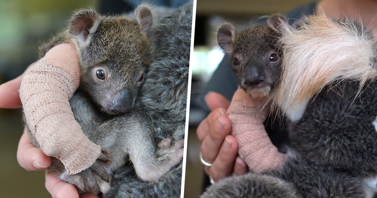 https://www.ipnoze.com/wordpress/wp-content/uploads/2019/10/bebe-koala-platre-patte-zoo-werribee.jpg