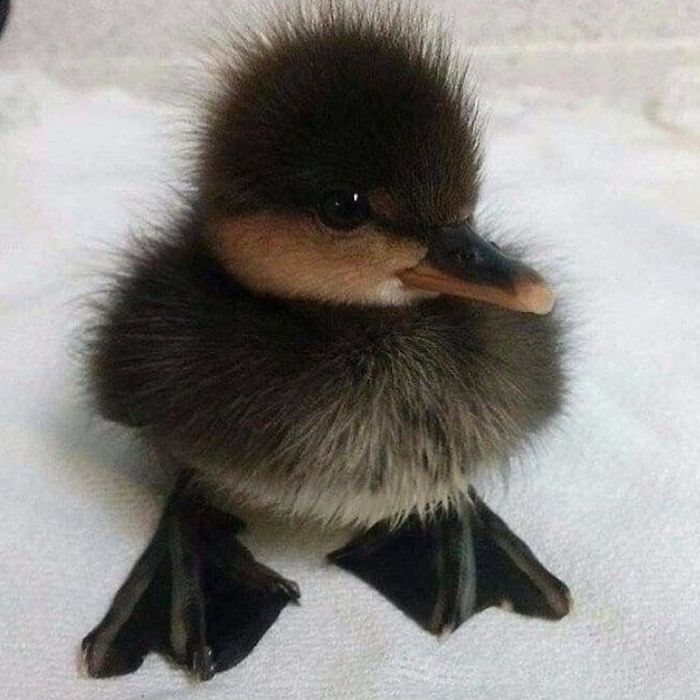 https://www.ipnoze.com/wordpress/wp-content/uploads/2019/10/canards-mignons-photos-sympas-025.jpg