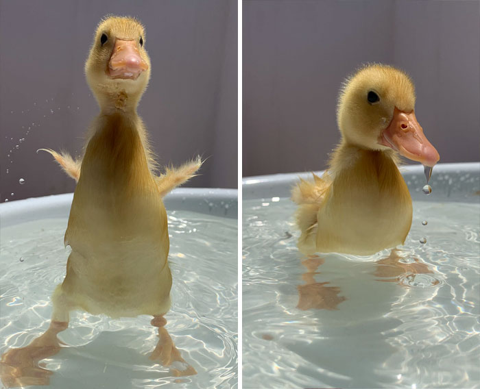 https://www.ipnoze.com/wordpress/wp-content/uploads/2019/10/canards-mignons-photos-sympas-032.jpg