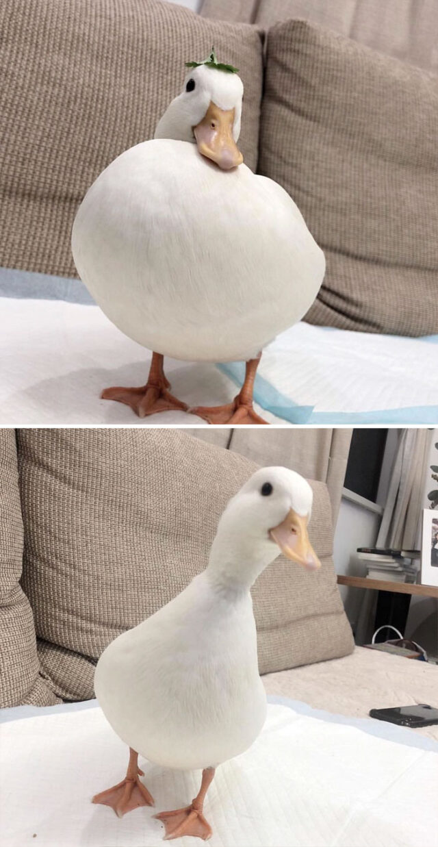 Canard Qui Parle Comme Un Humain 33 images sympas de canards pour te faire sourire - ipnoze