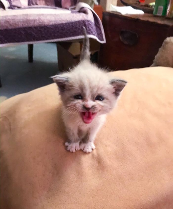 Ce chaton adoptif a fait le sourire le plus mignon lors d’une séance photo et a envahi Internet