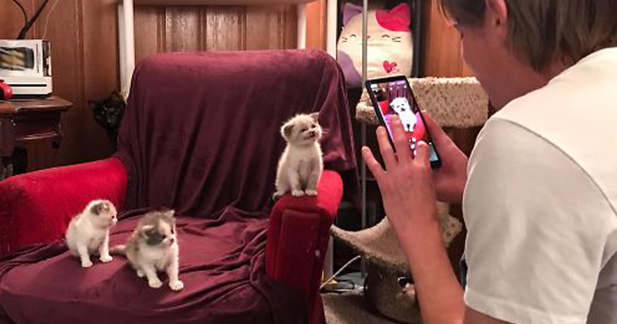 Ce chaton adoptif a fait le sourire le plus mignon lors d’une séance photo et a envahi Internet
