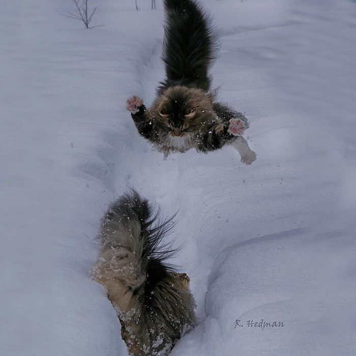 33 photos de chats norvégiens qui profitent de la meilleure vie d’hiver possible