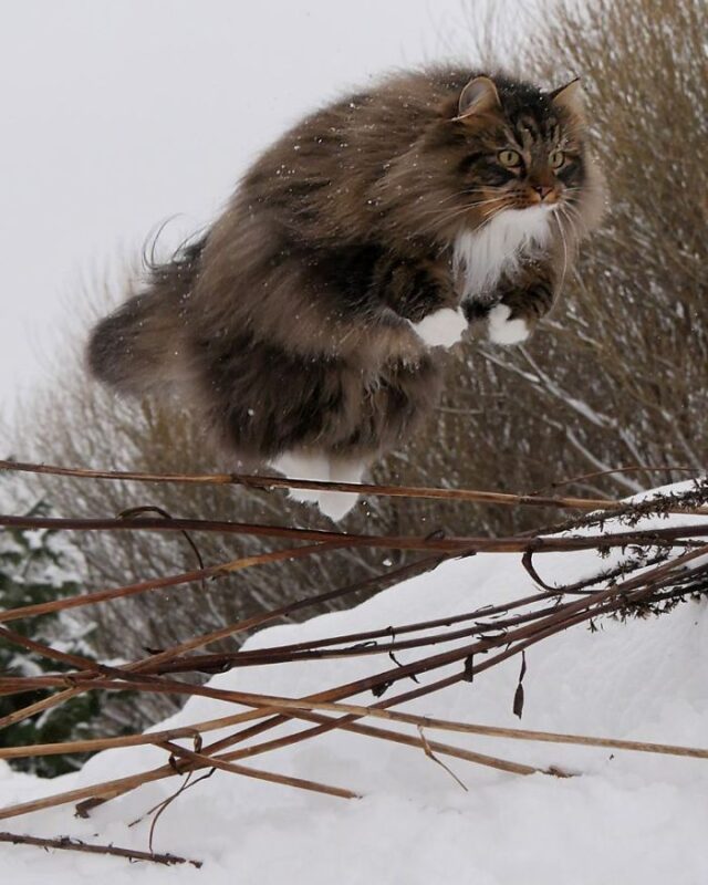 Финская Кошка Фото