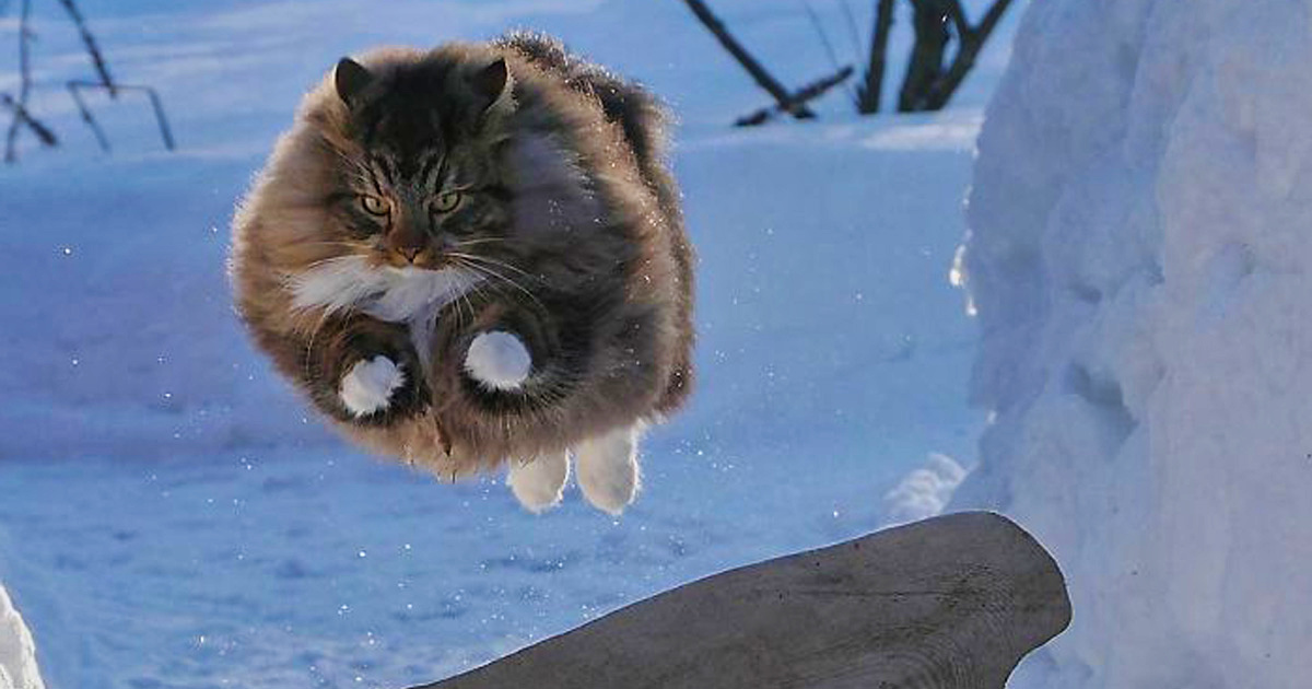 33 photos de chats norvégiens qui profitent de la meilleure vie d’hiver possible