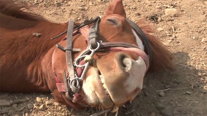 Femme Morte Après Rapport Avec Un Cheval Ce cheval dramatique fait le mort chaque fois que des gens tentent de