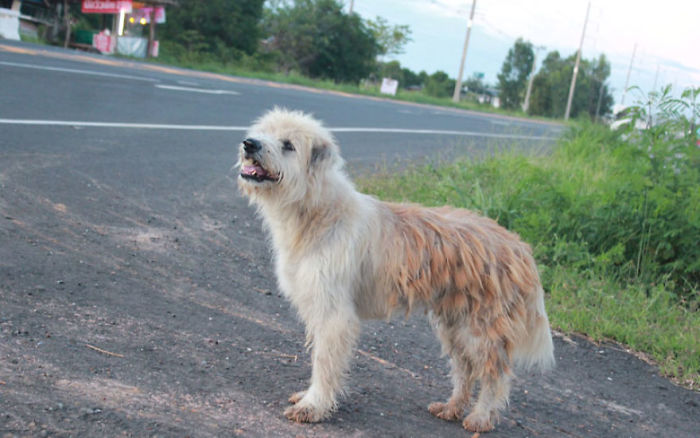 Ce chien a attendu 4 ans au même endroit jusqu’à ce qu’il soit enfin réuni avec les propriétaires qui l’avaient perdu
