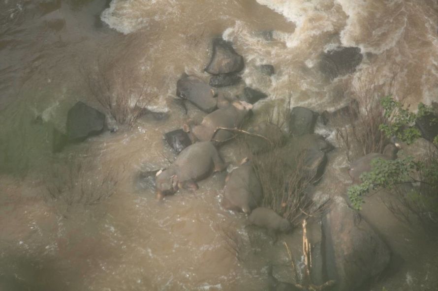 Cinq éléphants sont morts en essayant de sauver un bébé qui avait glissé par-dessus le bord d’une cascade