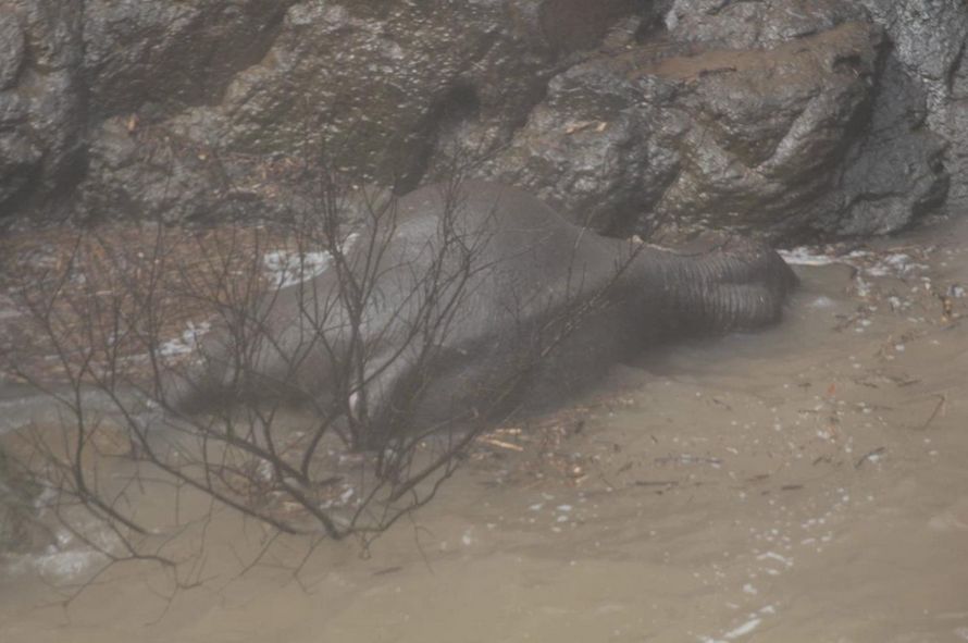 Cinq éléphants sont morts en essayant de sauver un bébé qui avait glissé par-dessus le bord d’une cascade