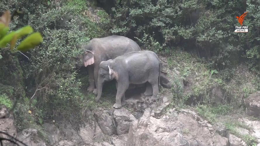 Cinq éléphants sont morts en essayant de sauver un bébé qui avait glissé par-dessus le bord d’une cascade