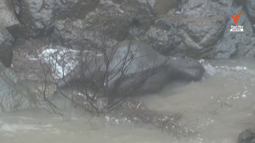 Cinq éléphants sont morts en essayant de sauver un bébé qui avait glissé par-dessus le bord d’une cascade
