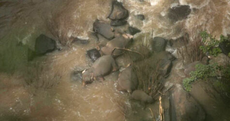 Cinq éléphants sont morts en essayant de sauver un bébé qui avait glissé par-dessus le bord d’une cascade