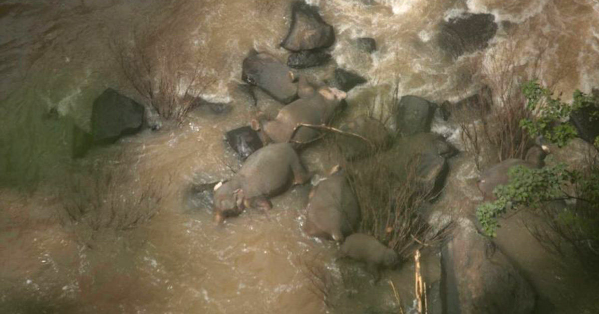 Six éléphants meurent en tombant dans une cascade en Thaïlande Six éléphants meurent en tombant dans une cascade en Thaïlande