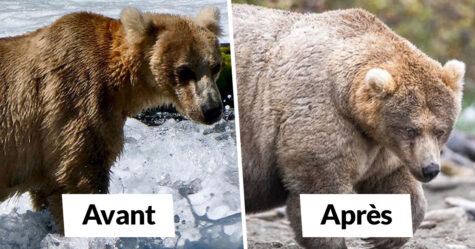 Ce parc national a organisé un concours de l’ours le plus obèse et voici les 8 nounours les plus dodus