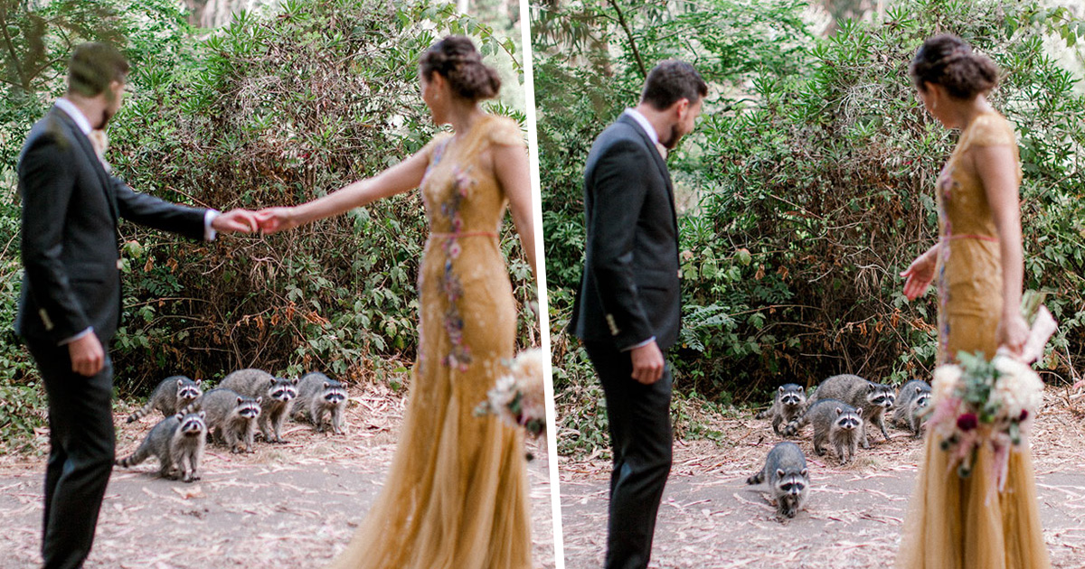 https://www.ipnoze.com/wordpress/wp-content/uploads/2019/10/famille-ratons-laveurs-s-incruste-seance-photo-mariage-sarah-et-zach.jpg