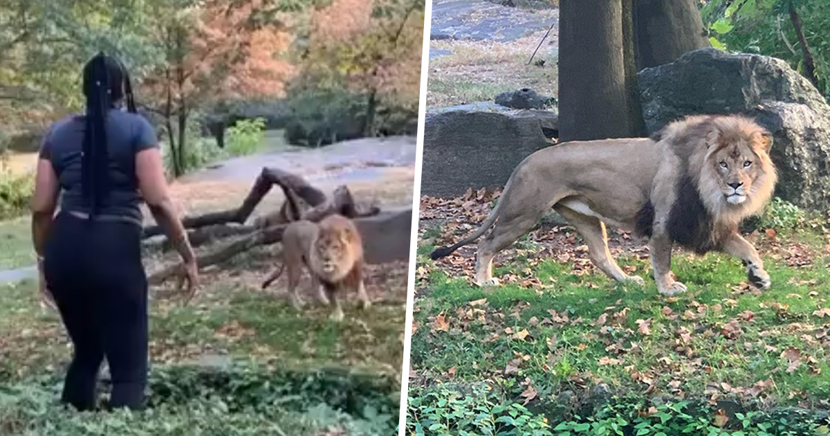 Téléchargement gratuit Images Cette Femme A Grimpe Dans L Enclos D Un Lion Pour Le Provoquer dernière salutations