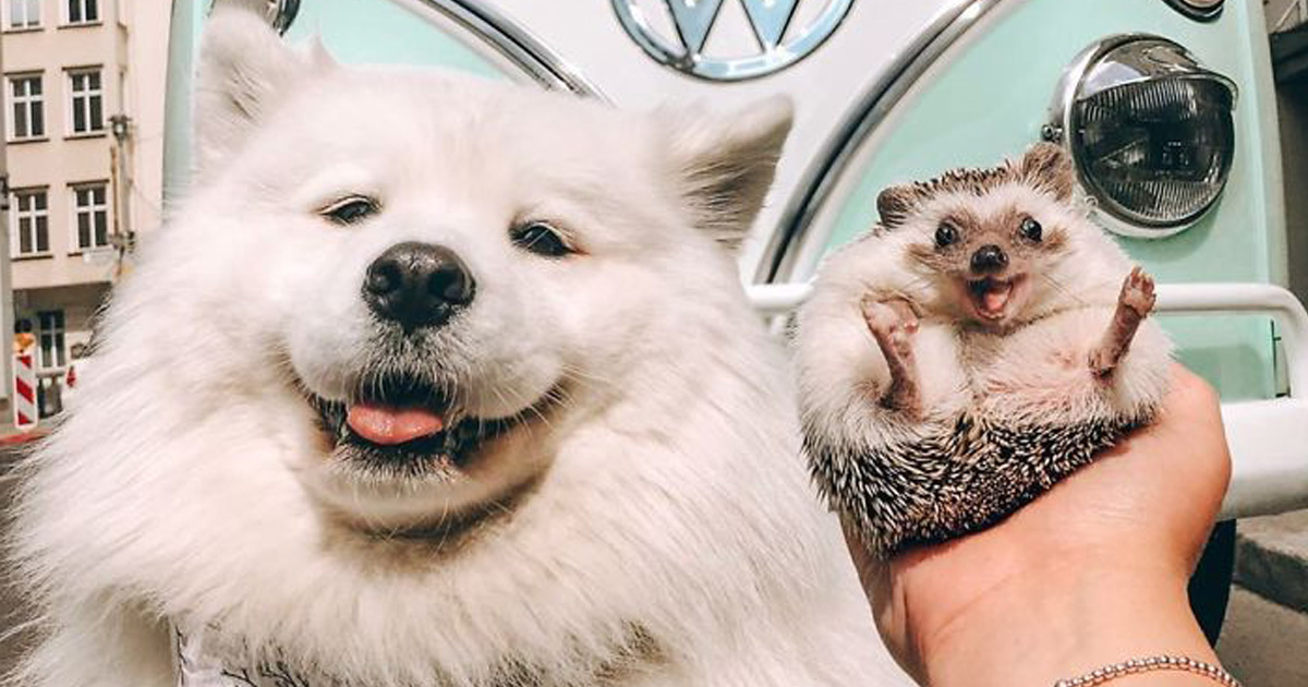 33 Photos D Un Herisson Adorable Suivi Par Plus De 1 5 Million De Personnes Sur Instagram Ipnoze
