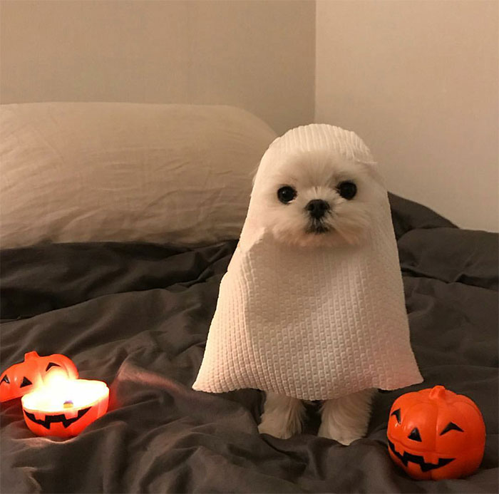 22 costumes d’Halloween auxquels tu aurais aimé avoir pensé avant (nouvelles images)