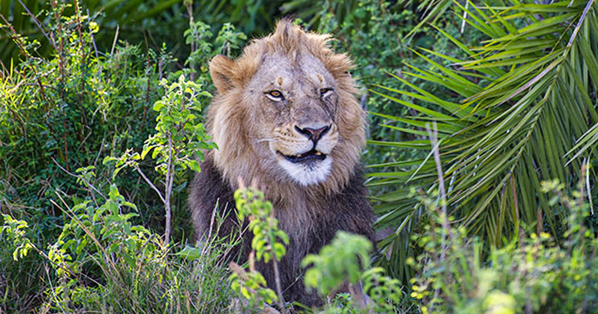 Ce lion a poussé un énorme rugissement et a donné à ce photographe le « choc de sa vie », puis lui a fait un clin d’oeil et un sourire