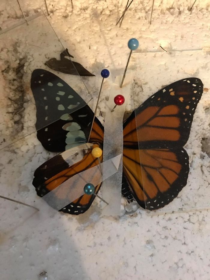 Un zoo a demandé l’aide d’une femme pour réparer les ailes d’un papillon, alors elle lui a fait une transplantation