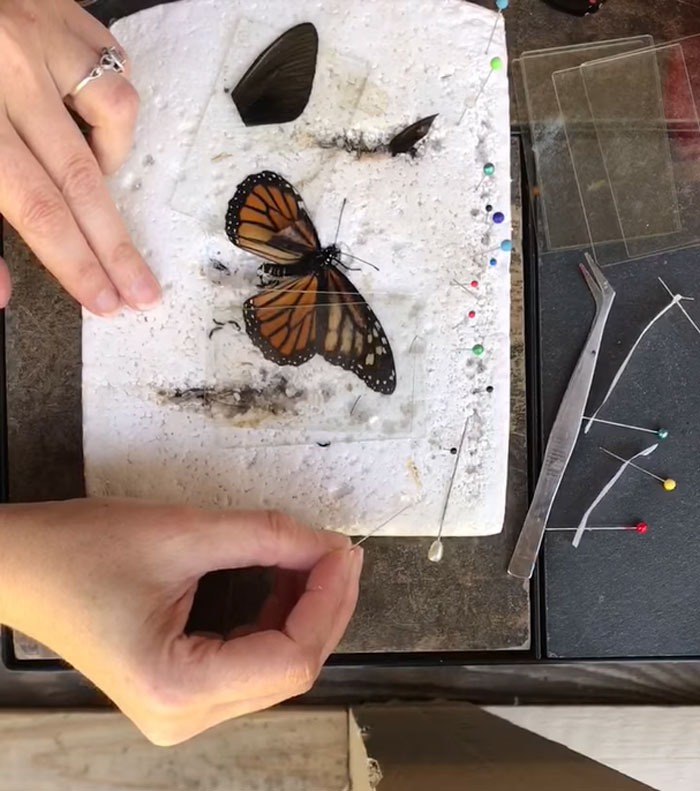Un zoo a demandé l’aide d’une femme pour réparer les ailes d’un papillon, alors elle lui a fait une transplantation