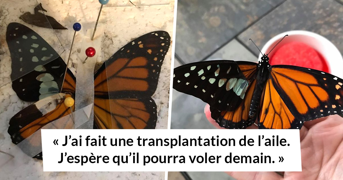 https://www.ipnoze.com/wordpress/wp-content/uploads/2019/10/papillon-monarque-transplantation-aile-insect-art-fb-01-1.jpg