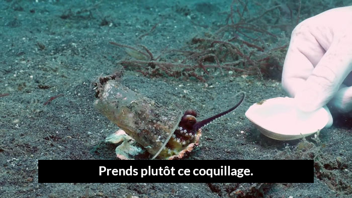 Un plongeur a convaincu un bébé pieuvre d’abandonner son verre en plastique en échange d’un coquillage