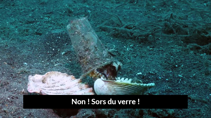 https://www.ipnoze.com/wordpress/wp-content/uploads/2019/10/plongeur-aide-pieuvre-dans-verre-en-plastique-07.jpg