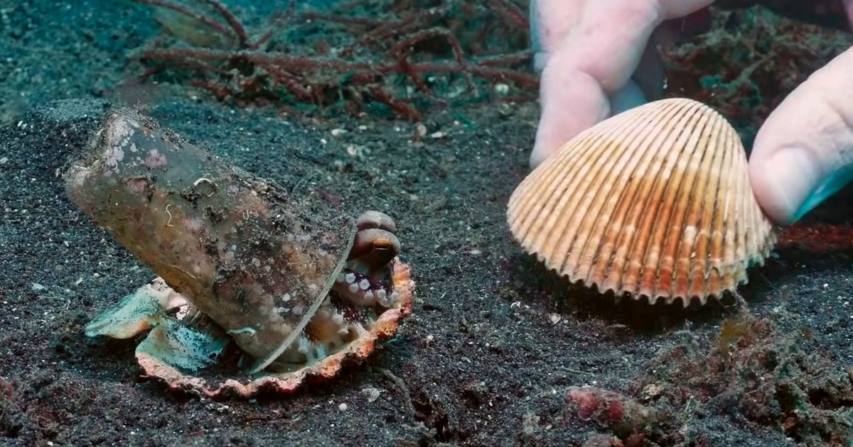 Un Plongeur A Convaincu Un Bebe Pieuvre D Abandonner Son Verre En Plastique En Echange D Un Coquillage Ipnoze Un Plongeur A Convaincu Un Bebe Pieuvre D Abandonner Son Verre En Plastique En Echange D Un Coquillage Ipnoze