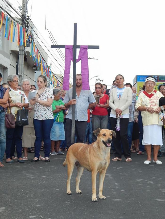 Ce gentil prêtre amène des chiens errants à la messe pour qu’ils puissent se trouver de nouvelles familles