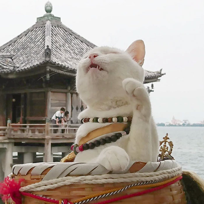 Il y a un temple de chats au Japon et ses moines sont les plus mignons (27 images)