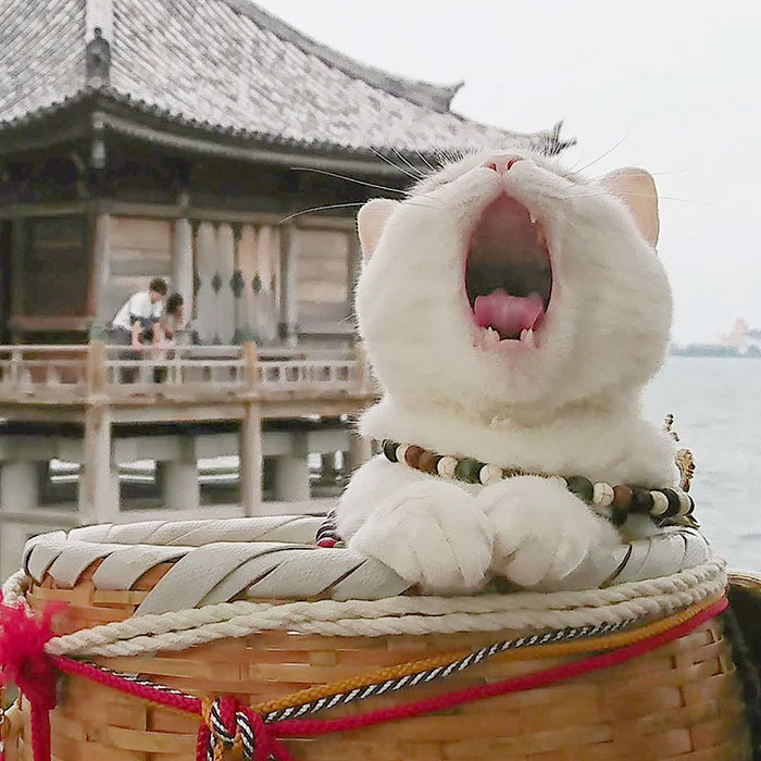 Il y a un temple de chats au Japon et ses moines sont les plus mignons (27 images)