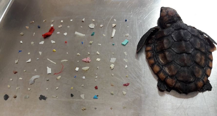 Une petite tortue a été retrouvée morte avec 104 morceaux de plastique dans ses intestins