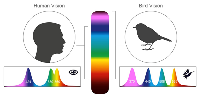 Voici comment les oiseaux voient le monde par rapport aux humains