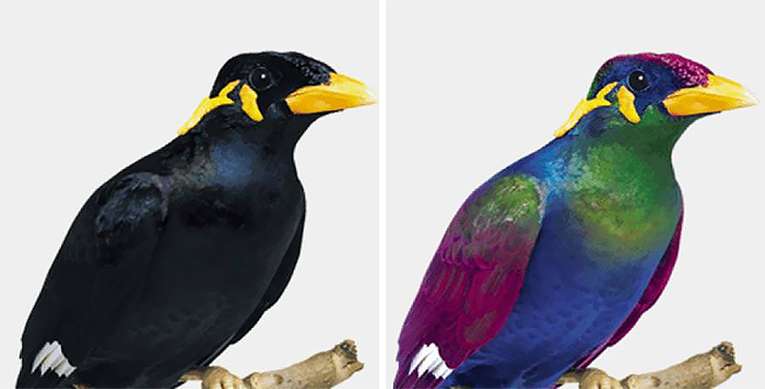 Voici comment les oiseaux voient le monde par rapport aux humains