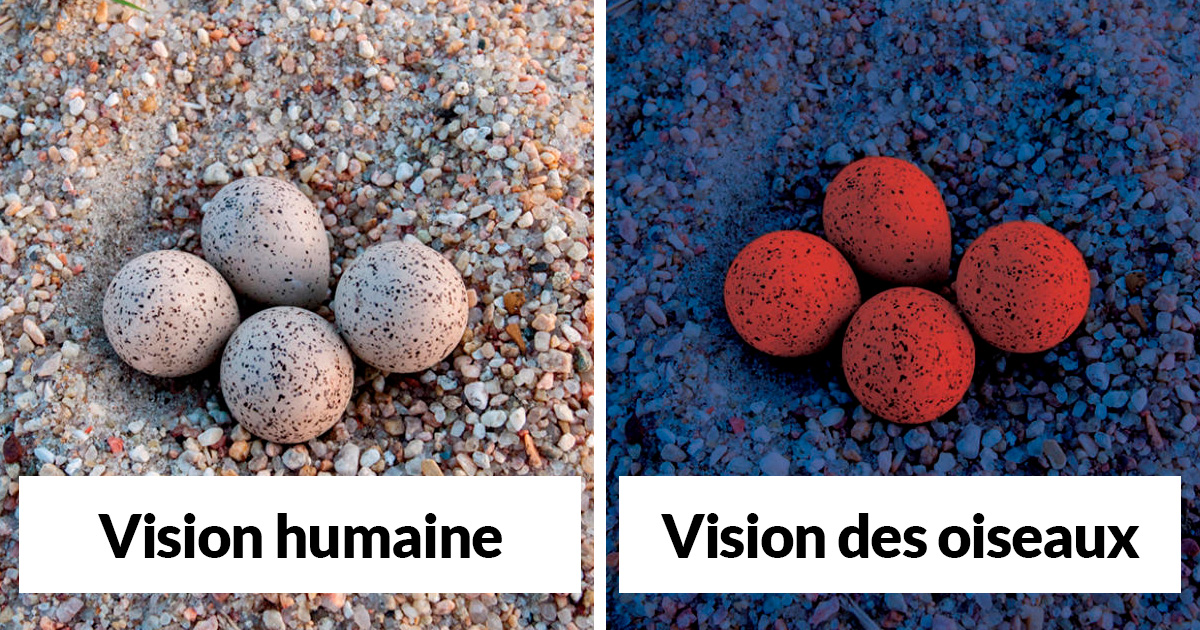 https://www.ipnoze.com/wordpress/wp-content/uploads/2019/10/vision-des-oiseaux-vs-vision-des-humains-comparaison.jpg