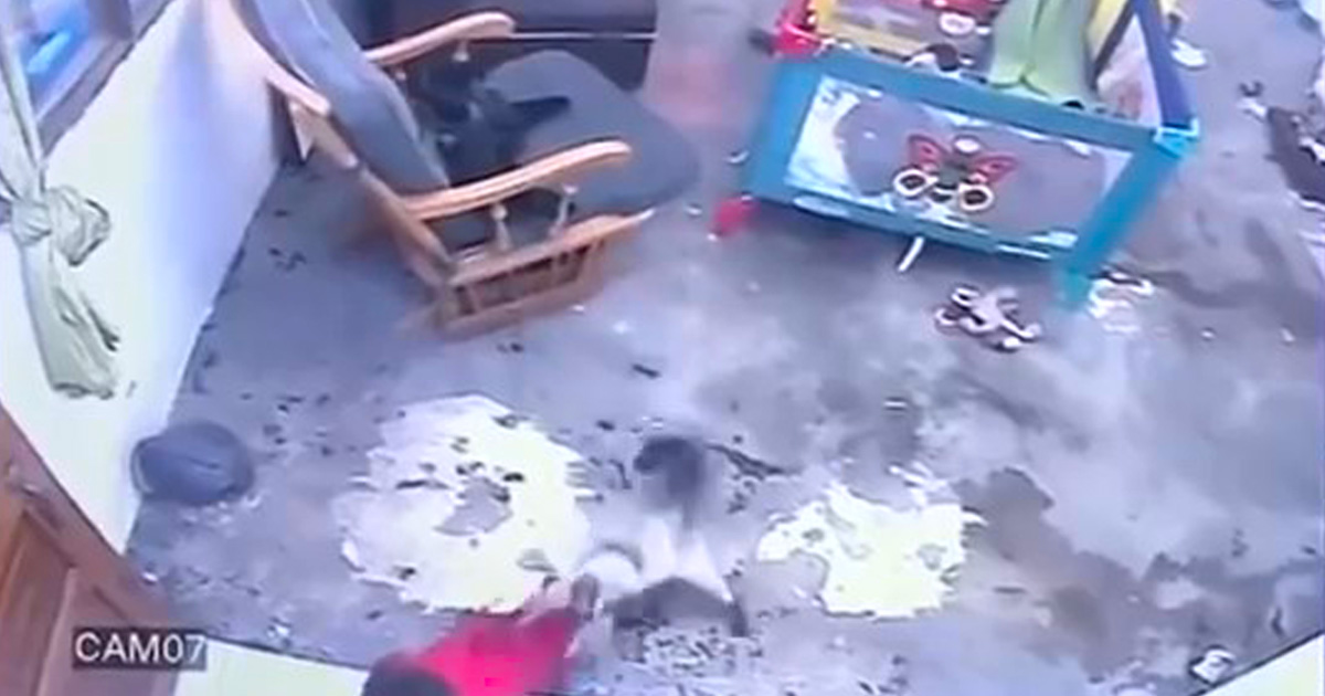 Cette séquence montre un chat qui court et sauve un bébé sur le point de tomber dans les escaliers