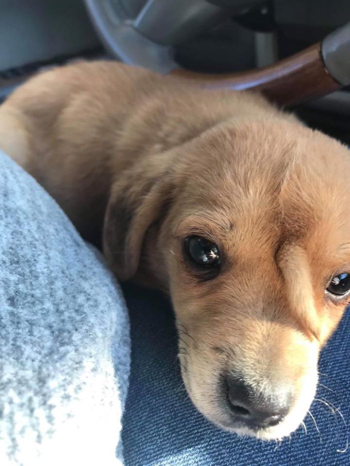 Ce Chiot De Refuge A Une Queue Qui Lui Pousse Sur Le Front