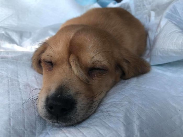 Ce Chiot De Refuge A Une Queue Qui Lui Pousse Sur Le Front