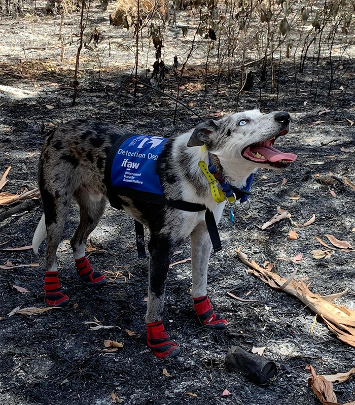 Ce chien héros a été chargé de trouver les koalas qui ont survécu aux feux de forêt en Australie