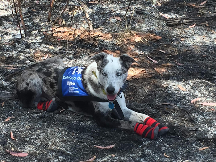 Ce chien héros a été chargé de trouver les koalas qui ont survécu aux feux de forêt en Australie